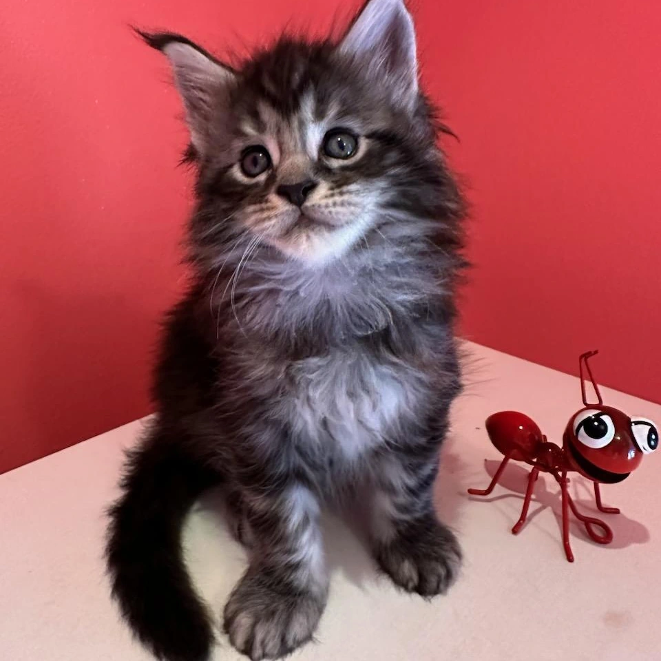 Maine Coon Kitten