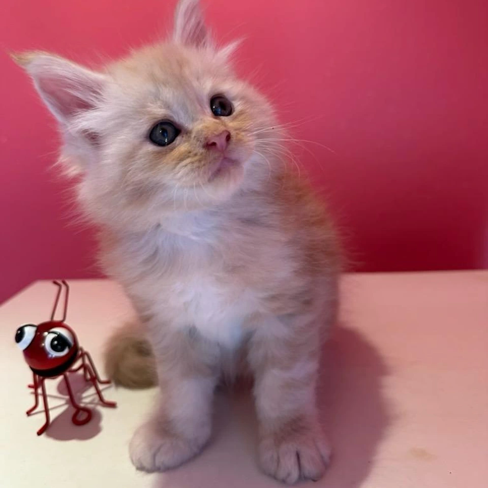 Maine Coon Kittens