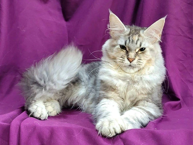 Maine Coon Kittens near Me nationwide delivery~!