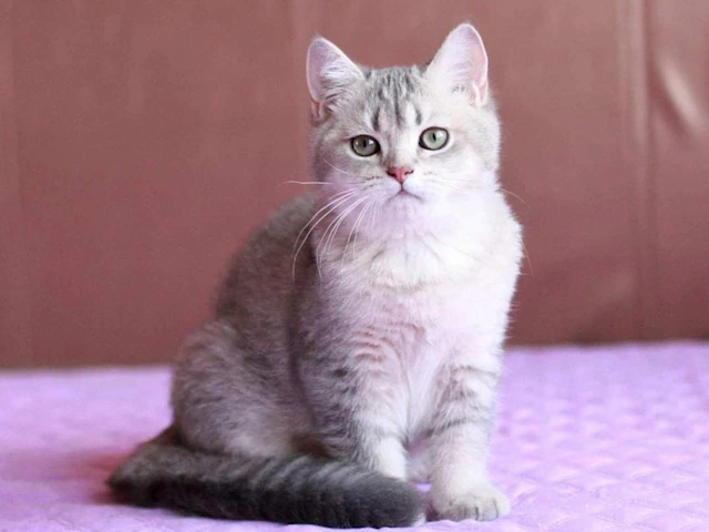 Navigating the World of Pedigree Cats: Our Expertise in Matching to Chicago, IL and Newton, MA