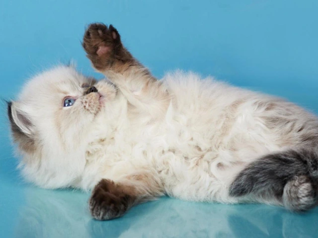 Ragdoll Cats: Find Your Perfect Feline Companion in Chicago, IL and Newton, MA.