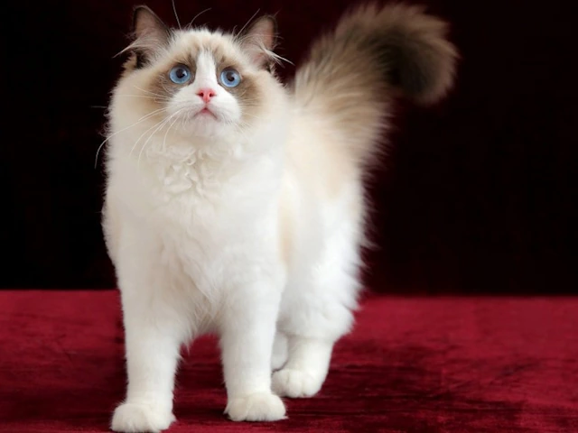 The nature of ragdolls, ragdoll kittens for sale near me IL, MA, NY, FL more