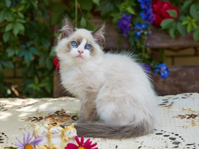 Ragdoll kittens for sale near me, nationwide delivery all 50 states, MA VA IL CA FL