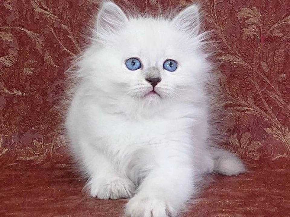 Siberian cats, beautiful and respectable, magnificent, kittens for sale near me