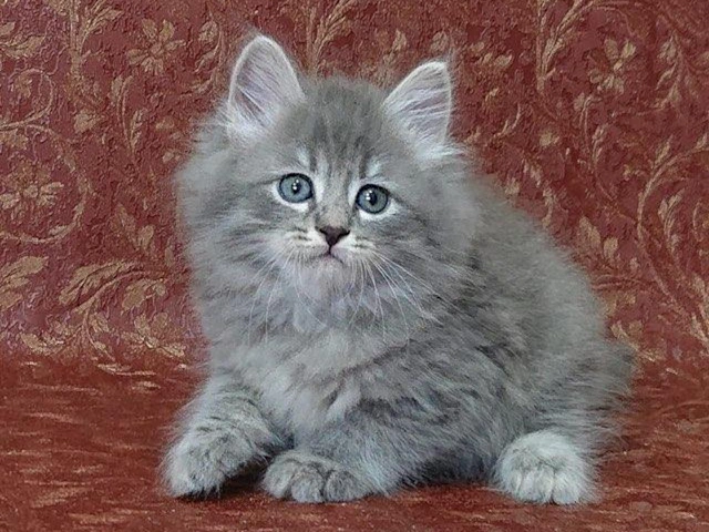 Siberian cats, beautiful and respectable, magnificent, kittens for sale near me