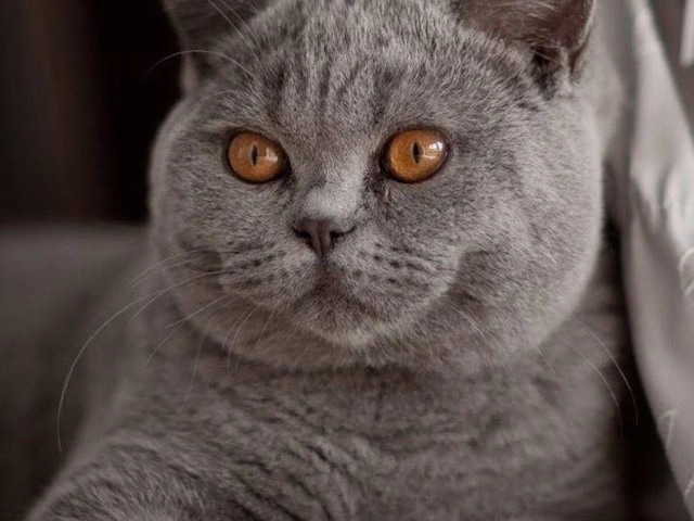 Unleash the Charm: British Shorthair Cats for Sale in Chicago, IL and Newton, MA