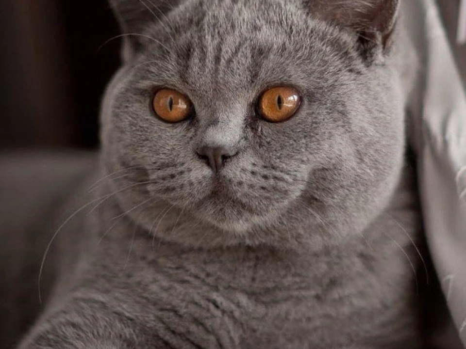 Unleash the Charm: British Shorthair Cats for Sale in Chicago, IL and Newton, MA