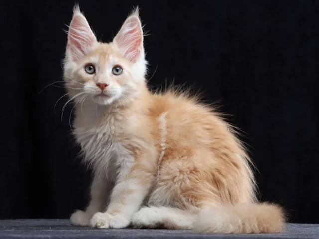 Unleash the Majestic Maine Coon: Your Gateway to a Feline Friend in Chicago, IL and Newton, MA
