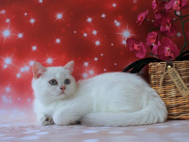 Unlocking the World of Purebred Cats: Assisting You in Selecting to Chicago, IL and Newton, MA