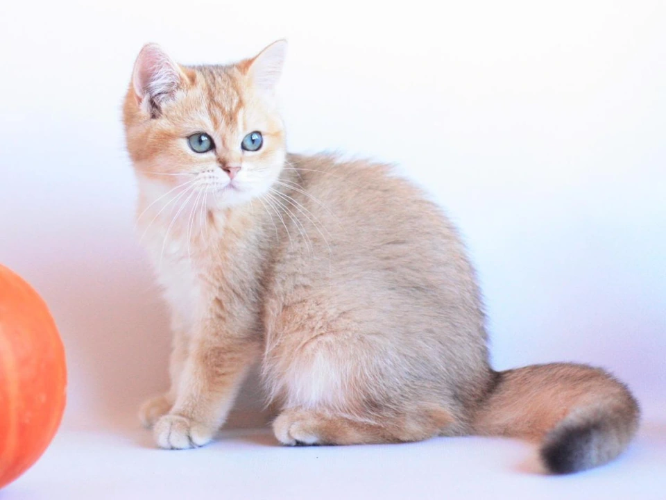 British Shorthair Kittens