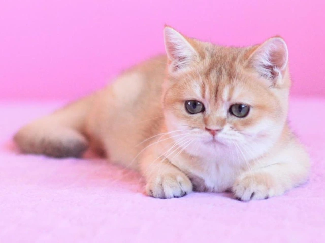 Where Can I Find British Shorthair Kittens for Nationwide Delivery?