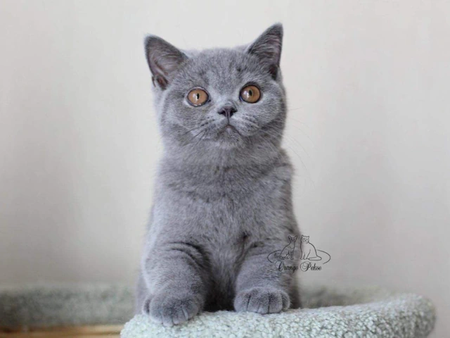 Where Can I Find British Shorthair Kittens for Nationwide USA Delivery from European Breeders?