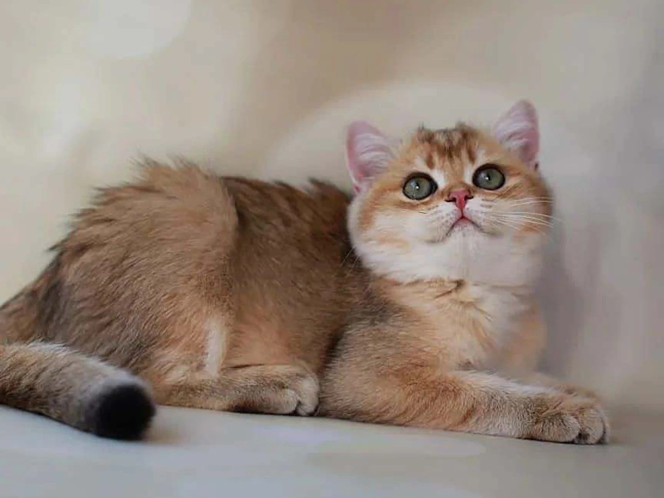 Where Can I Find British Shorthair Kittens