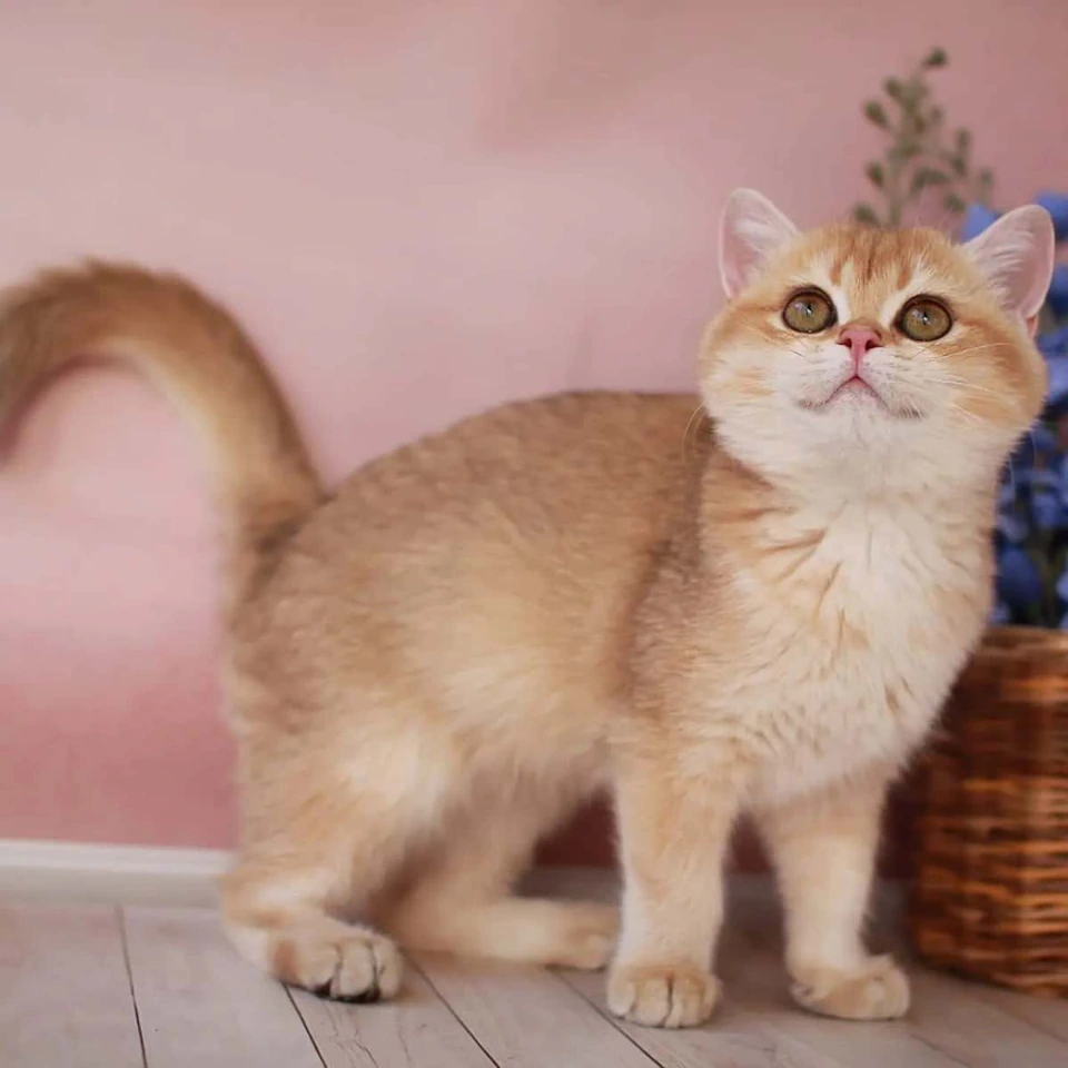 Where Can I Find British Shorthair Kittens