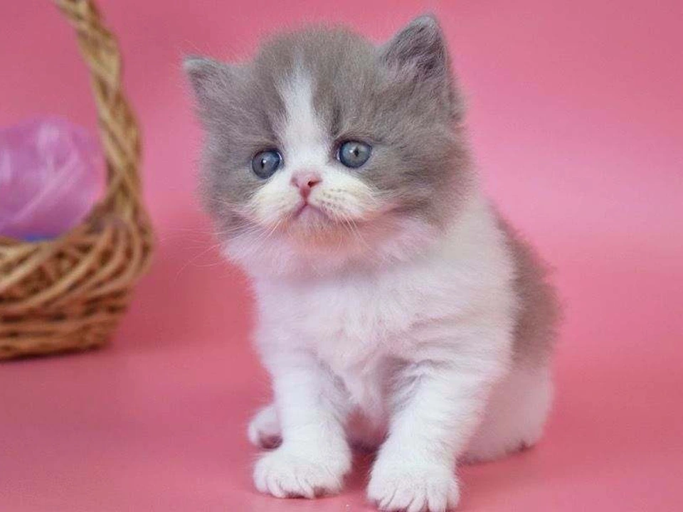 Where Can I Find British Shorthair Kittens