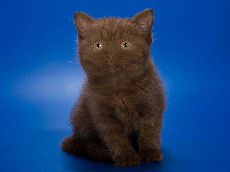 British cat Character