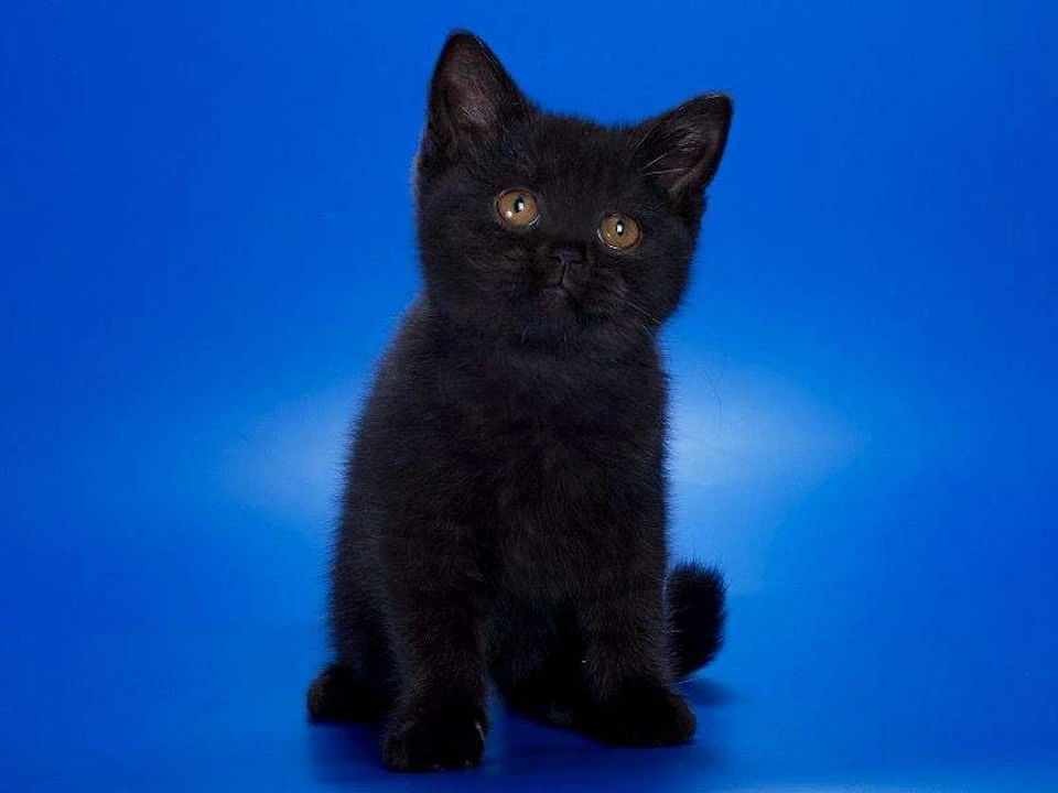 British cats are ideal for people with a similar character