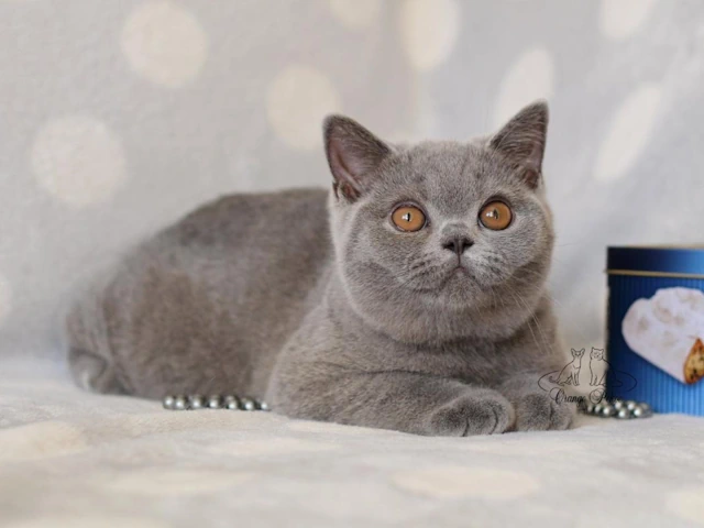 Where to Find British Shorthair Adorable Kittens Near Me: Nationwide Delivery and Breeders in the USA