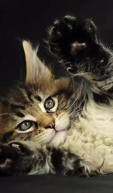 Fluffy and Adorable Kittens for Sale, Raised with Love! Nationwide 50-State Delivery Maine Coon, British Shorthair, Siberian, Ragdol
