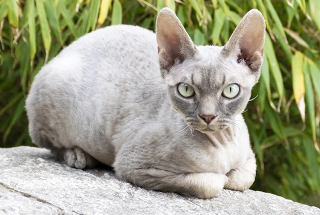 Devon Rex Kittens - 