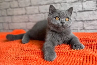 Scottish Straight/Fold  Kittens - 
