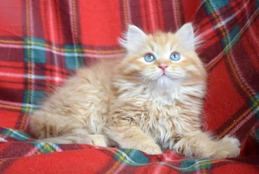 Siberian Kittens - 