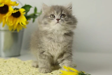British Shorthair Kittens - 