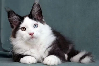Maine Coon Kittens - 