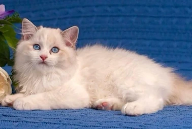 Ragdoll Kittens - 