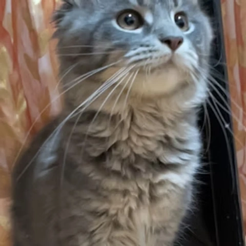 Our Clients Say - Elena Leo