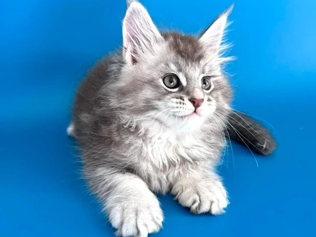 Kittens for sale in Montgomery, Alabama