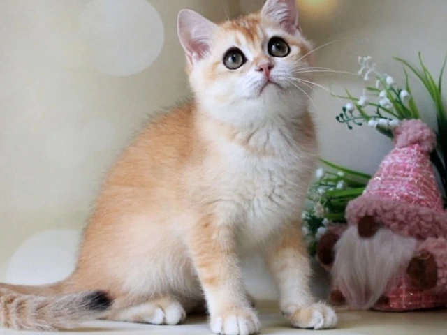 Kittens for sale in Juneau, Alaska