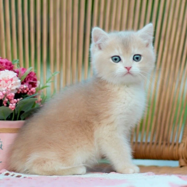 Kittens for sale Arizona, Phoenix