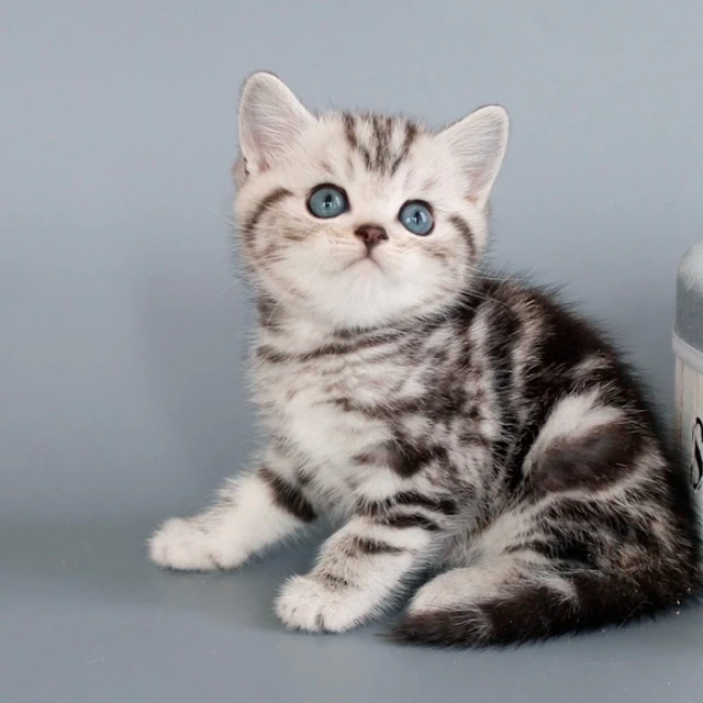 Kittens for sale Colorado, Denver