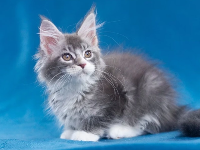 Kittens for sale Indianapolis, Indiana