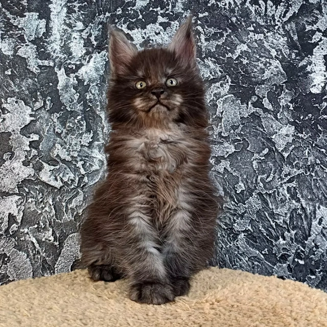 Kittens for sale Iowa, Des Moines