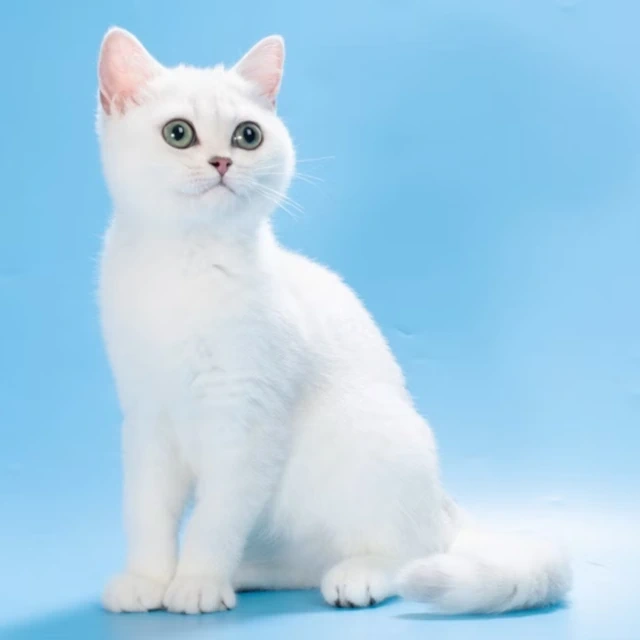 Kittens for Sale Louisiana, Baton Rouge
