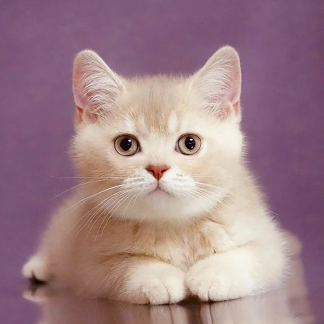 Kittens for Sale Maryland, Annapolis