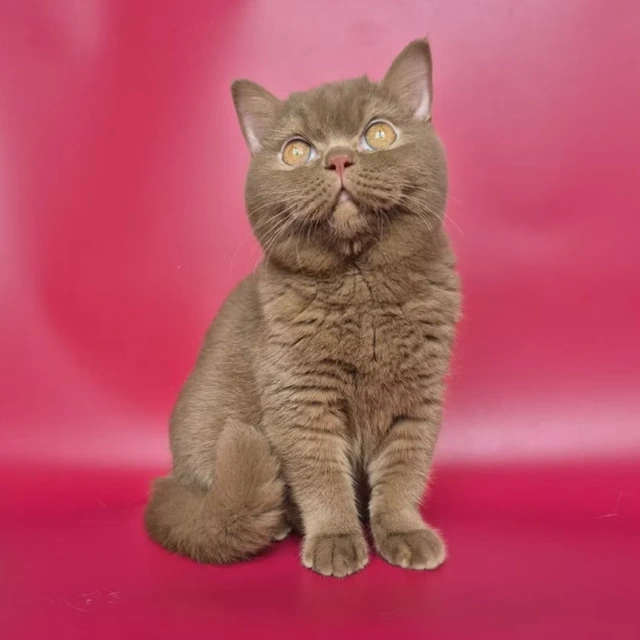 Kittens for Sale Michigan, Lansing