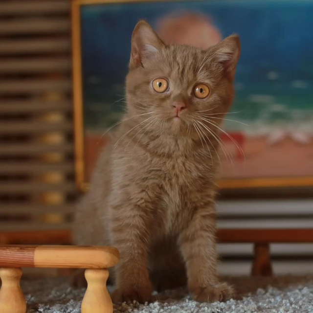 Kittens for Sale Missouri - Jefferson City