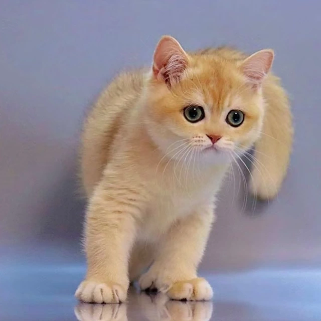 Kittens for Sale Nebraska, Lincoln