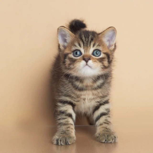 Kittens for Sale New Hampshire, Concord