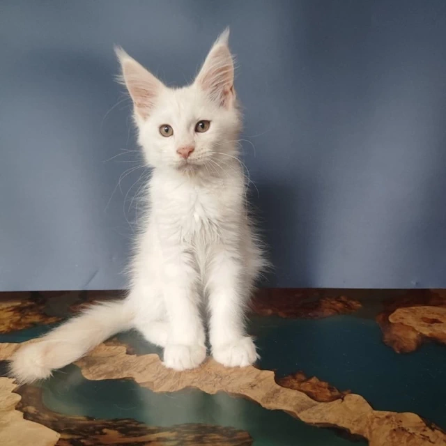 Kittens for Sale South Carolina, Columbia