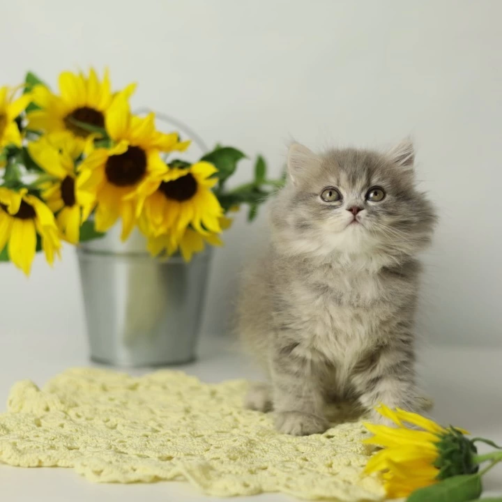 Nikita British Longhair Kittens | Kittens for sale. 