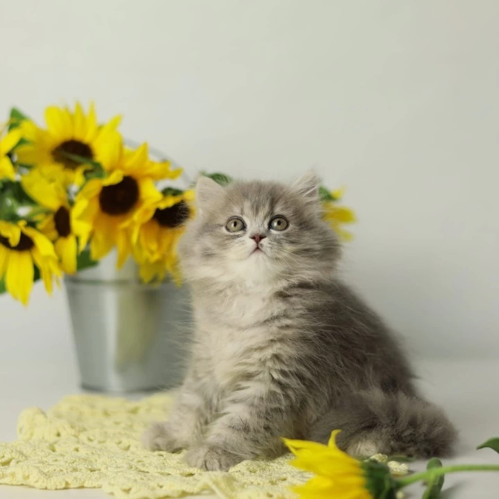 Nikita British Longhair Kittens | Kittens for sale. 