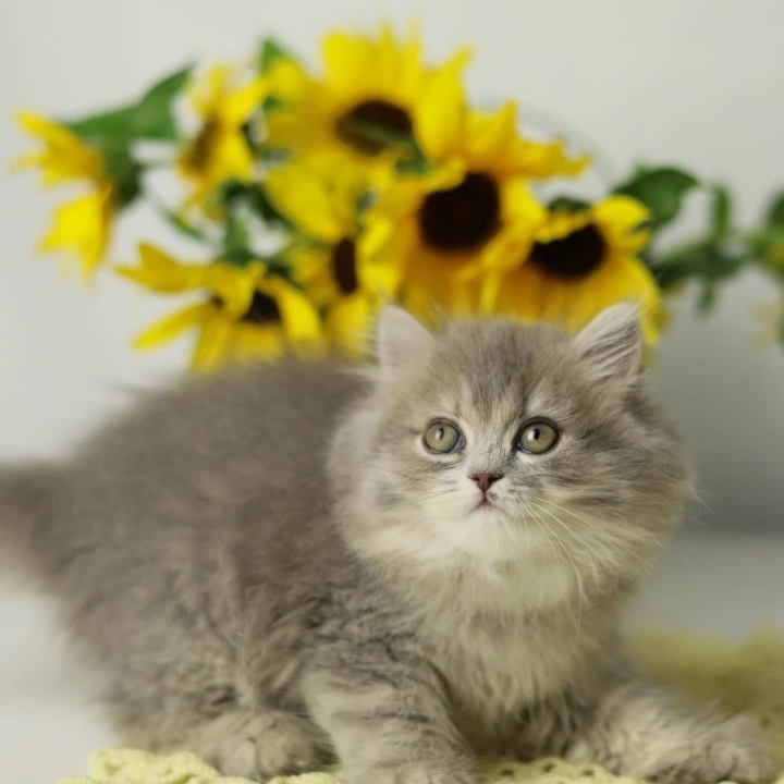 Nikita British Longhair Kittens | Kittens for sale. 