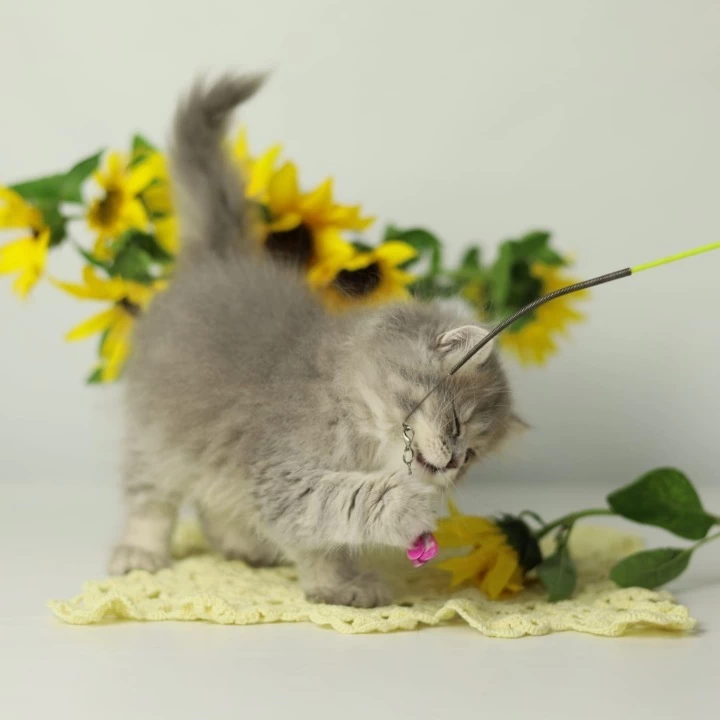 Nikita British Longhair Kittens | Kittens for sale. 