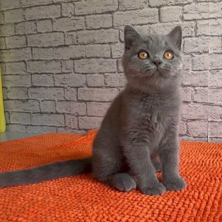 Casper Scottish Straight/Fold  Kittens | Large selection of kittens. 