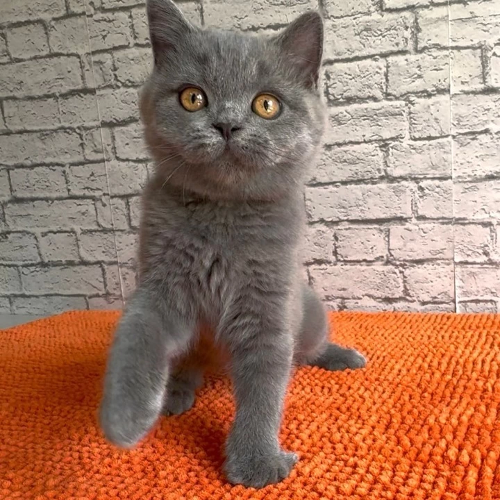Casper Scottish Straight/Fold  Kittens | Large selection of kittens. 