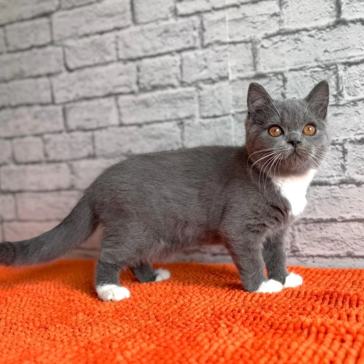 Colette Scottish Straight/Fold  Kittens | Kitten for sale. 